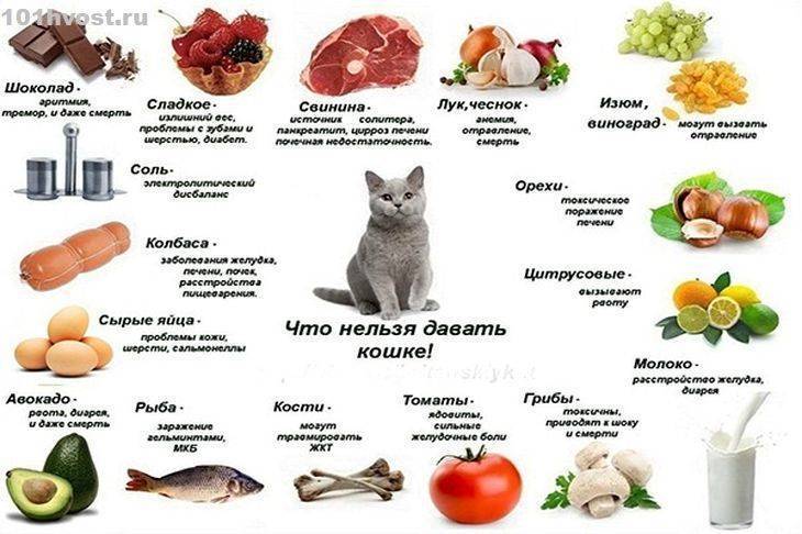 Питание британской кошки: как выбрать лучший корм, чем кормить котёнка и взрослого британца