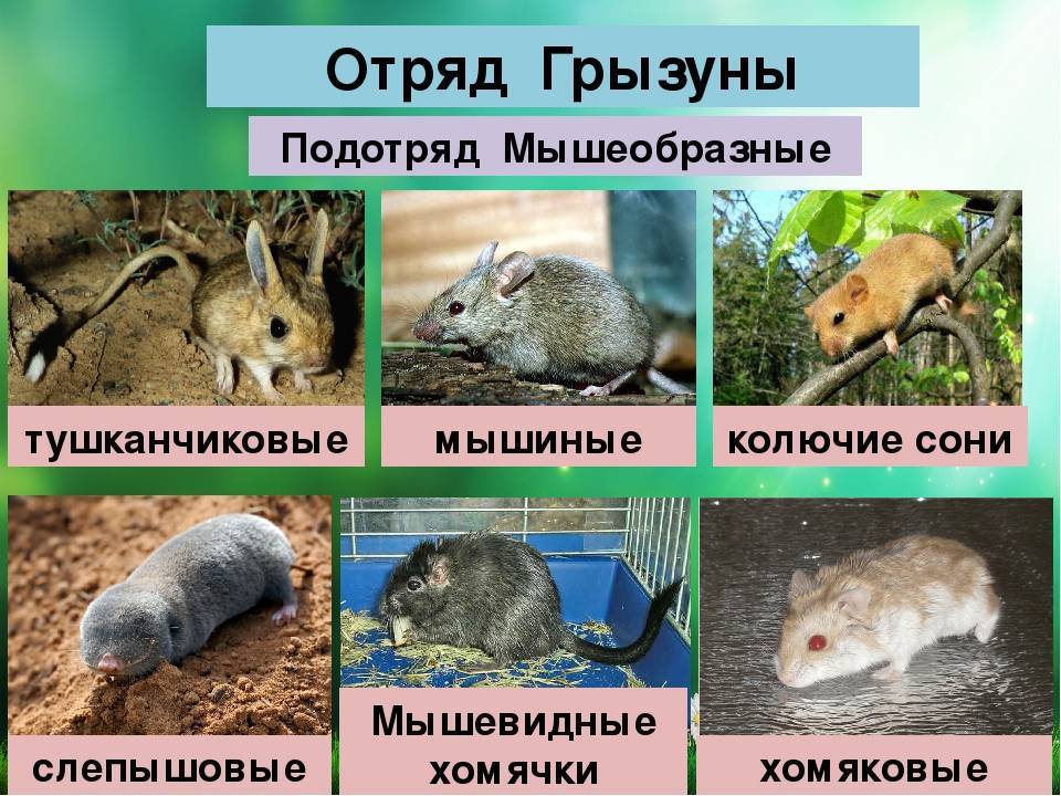 Класс млекопитающие. отряды грызуны и зайцеобразные 7 класс онлайн-подготовка на ростелеком лицей | тренажеры и разбор