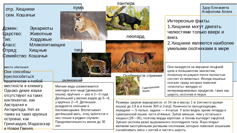 Фото и описание разновидностей диких кошек, больших и мелких, их жизнь в природе