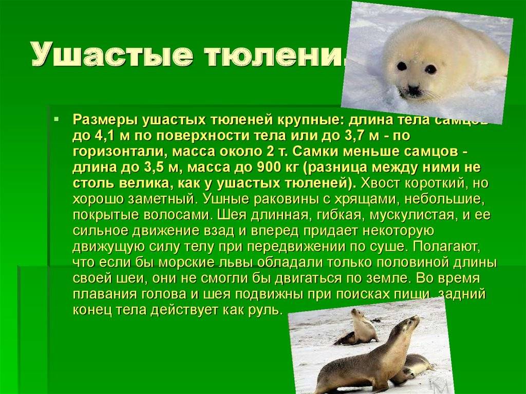 Семейство ушастые тюлени, семейство настоящие тюлени