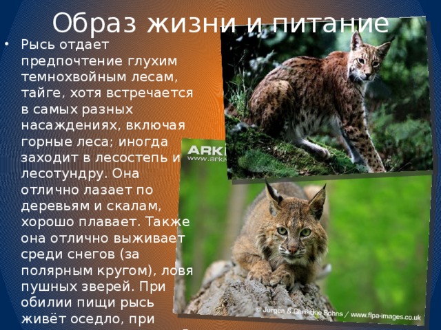 Лесной кот. образ жизни и среда обитания лесного кота | живность.ру