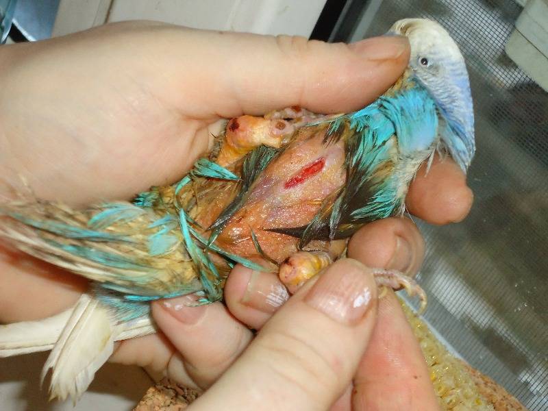 Болезни попугаев корелла: 17 проблем и методы их лечения