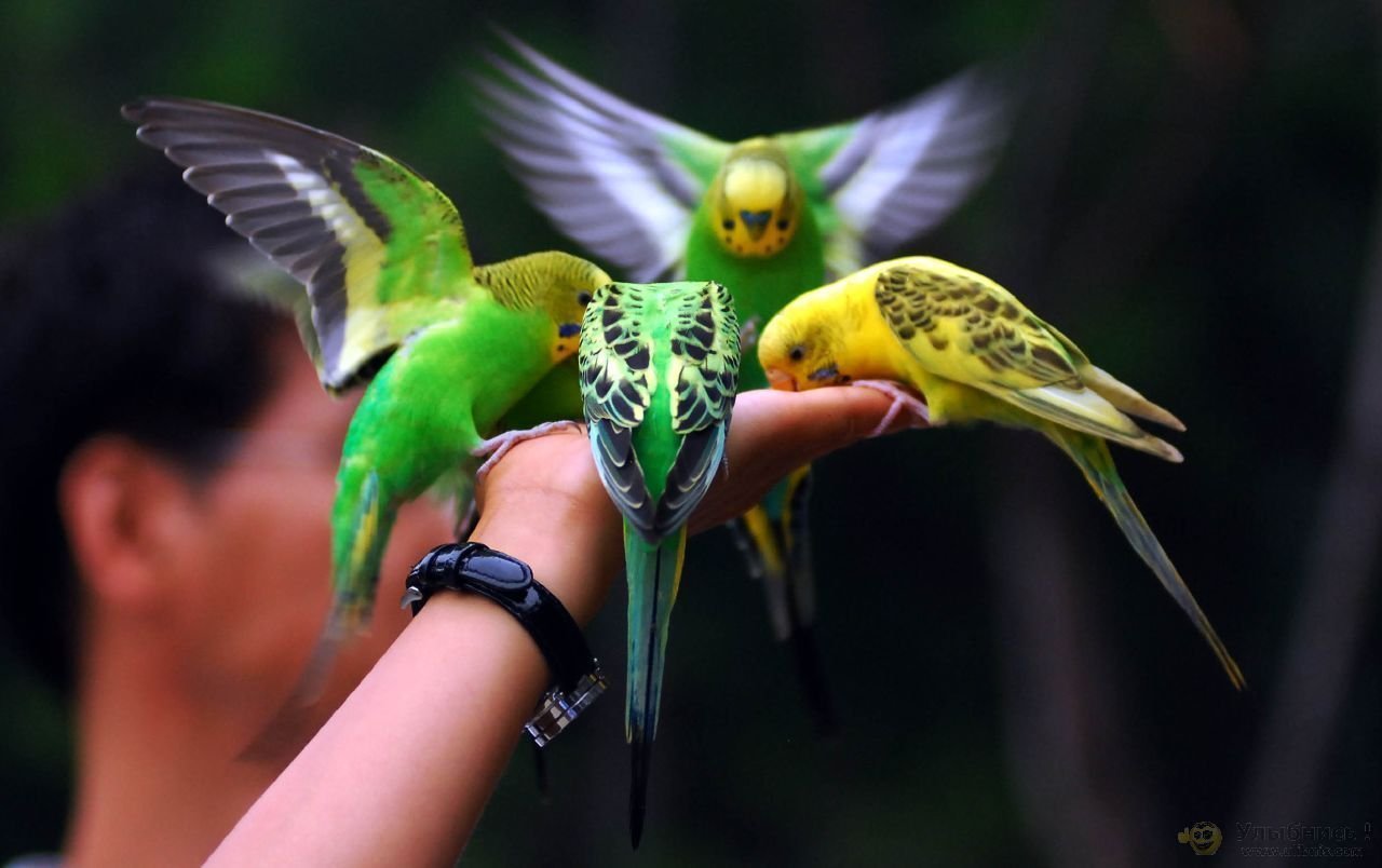 От мала до велика –  рассматриваем породы попугаев