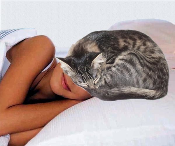 Почему кошки любят спать в ногах: что это значит