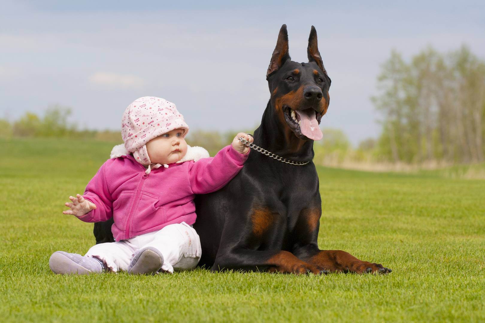 Лучшие породы собак для детей и квартиры с описанием и фото