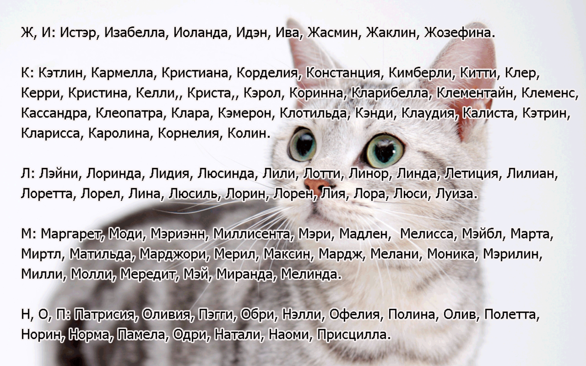 Список лучших имен для кошек и котов : самые популярные, красивые, оригинальные и смешные клички подходящие для черных, рыжих, белых, трехцветных и полосатых котов и кошек | qulady