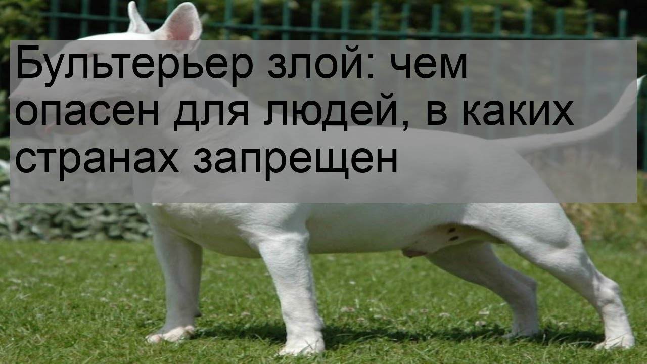 Бультерьер: чем опасен
бультерьер: чем опасен