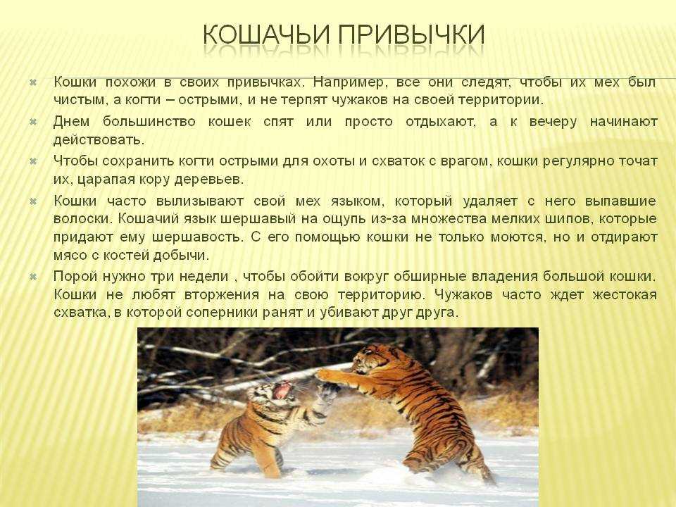 Как понимать кошку и общаться с ней: словарь-переводчик кошачьих звуков и жестов хвоста