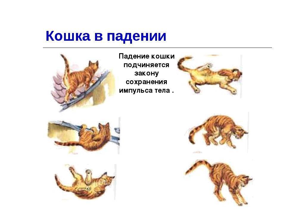 Загадка падающей кошки: почему усатые и хвостатые всегда приземляются на четыре лапы?