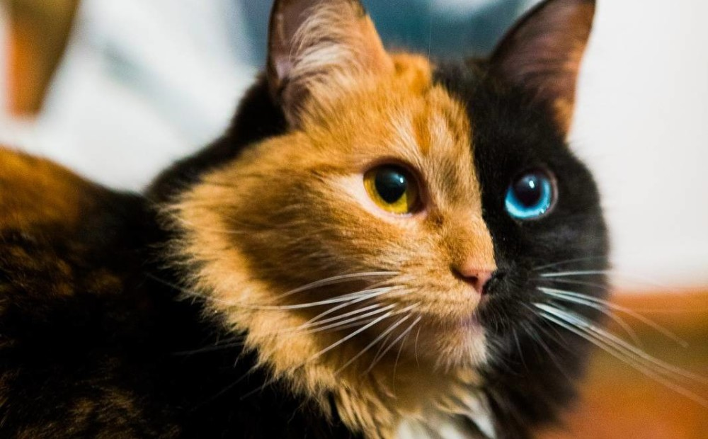 Черепаховая кошка Химера. Трёхцветная кошка. Черно рыжая кошка. Кошка черная с рыжими пятнами порода