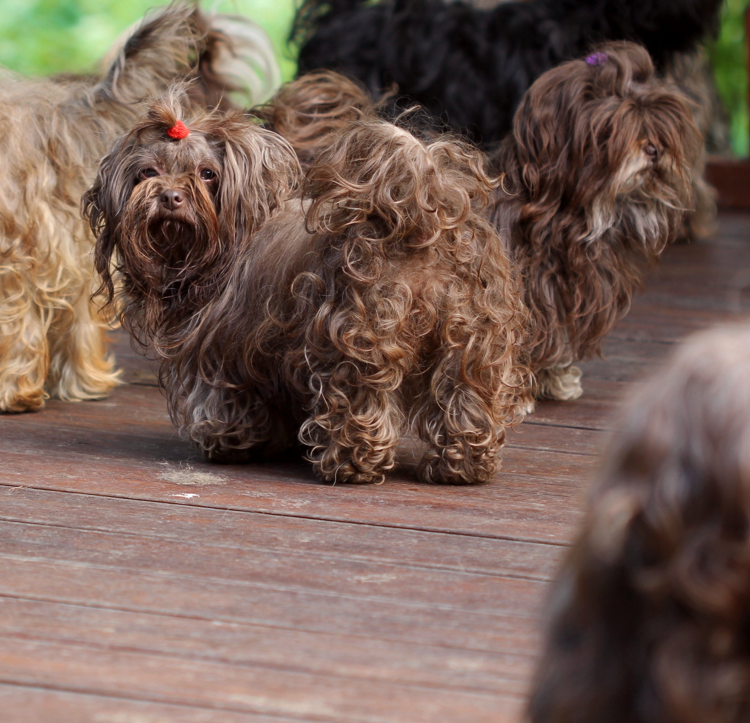 Характеристика русских цветных болонок: внешность и характер собак