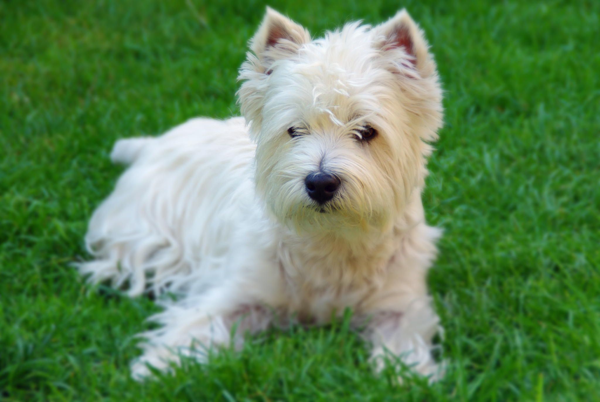 Вест-хайленд-уайт-терьер: описание породы, плюсы и минусы собаки