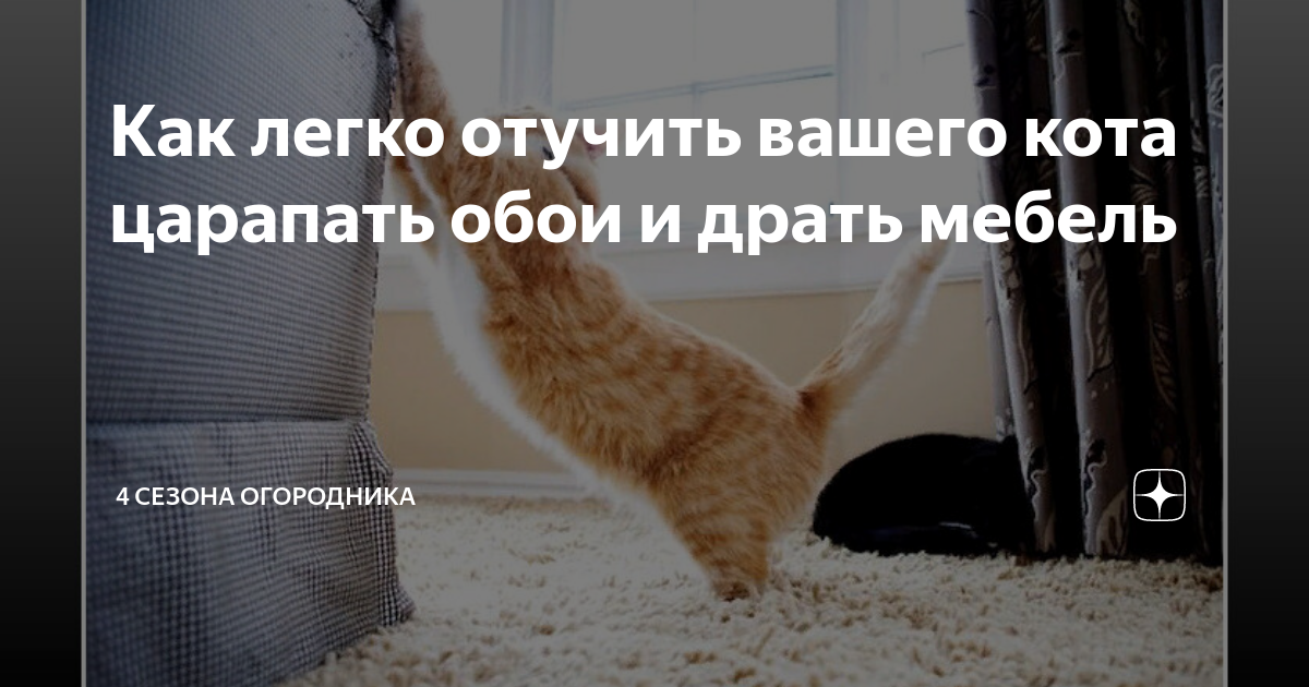 Какие обои не дерут коты