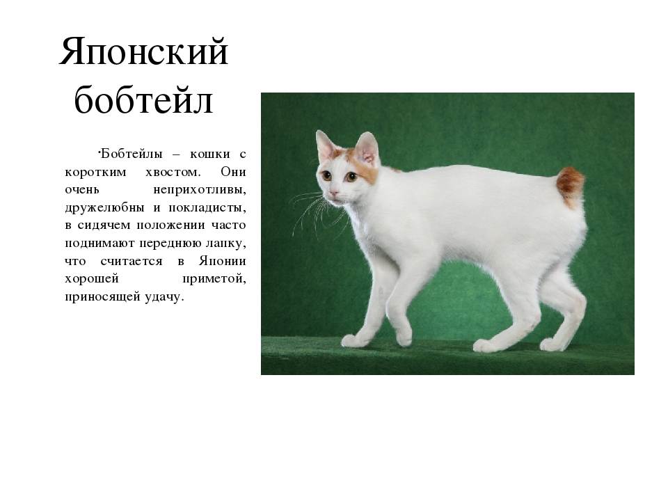 Описание и фото курильского бобтейла, характеристика породы кошек, близкие разновидности