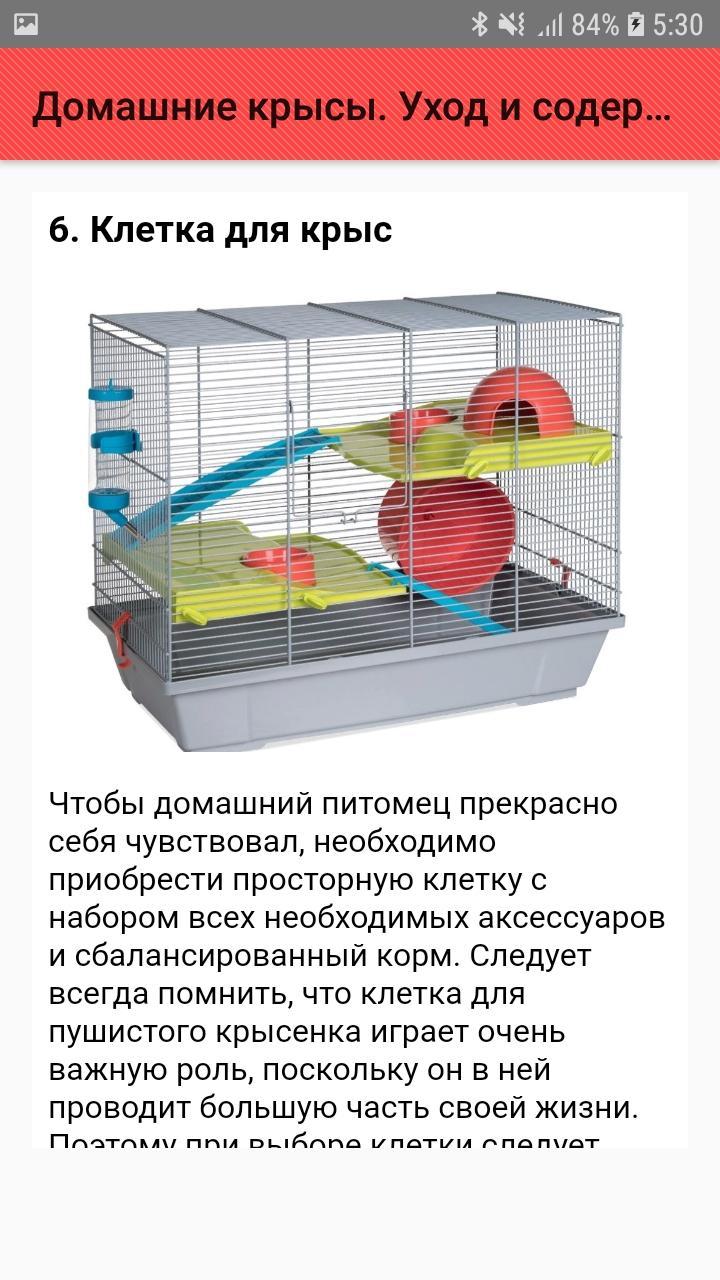 Все о декоративных крысах: как содержать и ухаживать за ними в домашних условиях