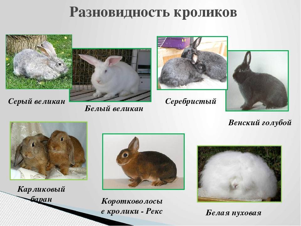 Имена для кроликов или как назвать пушистого друга
