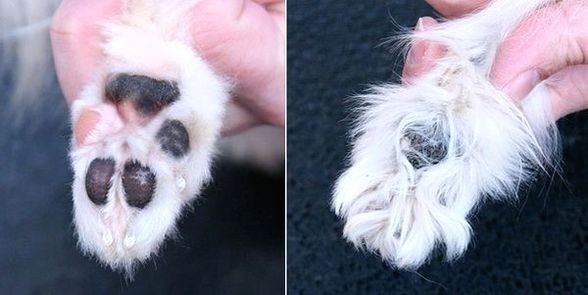 Летняя стрижка собак: хорошо или плохо? | dogkind.ru