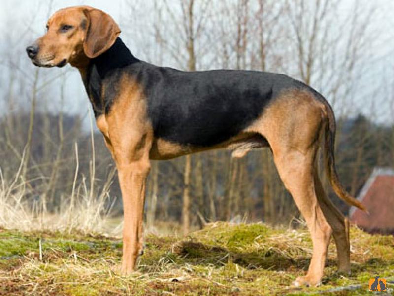 Охотничьи собаки: обзор и описания пород