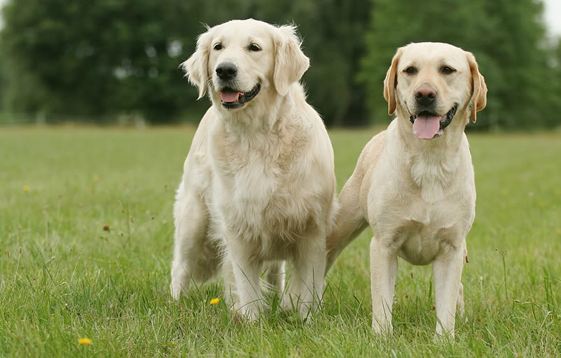 Ретривер и лабрадор разница пород: внешние отличия, сравнение характеров, фото собак