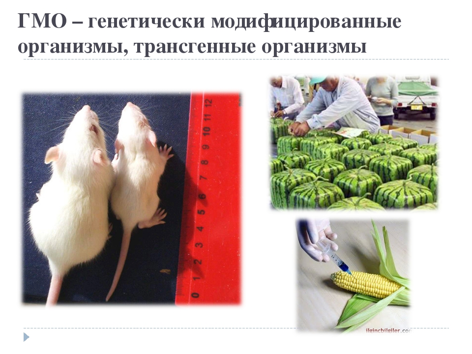 Безопасно ли есть мясо генно-модифицированных животных? - hi-news.ru