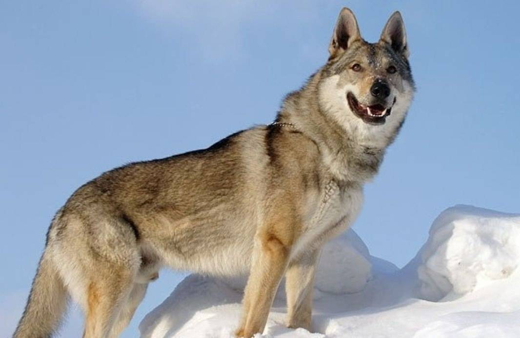 Чехословацкая волчья собака (фото): помесь волка и овчарки