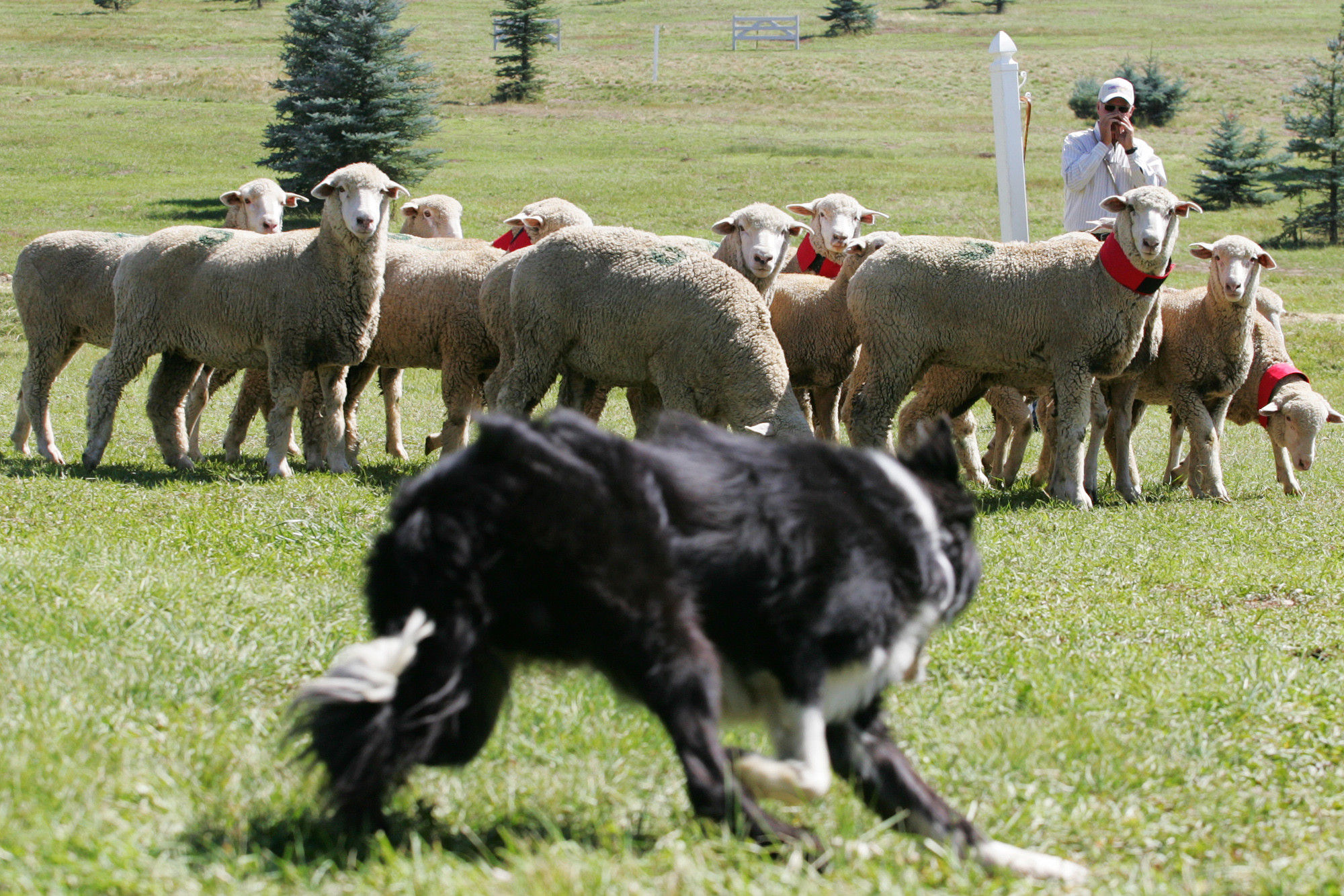 Кому доверить свое стадо: лучшие породы пастушьих собак