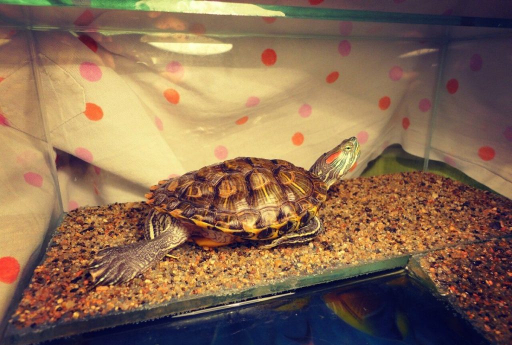Уход за черепахой в домашних условиях