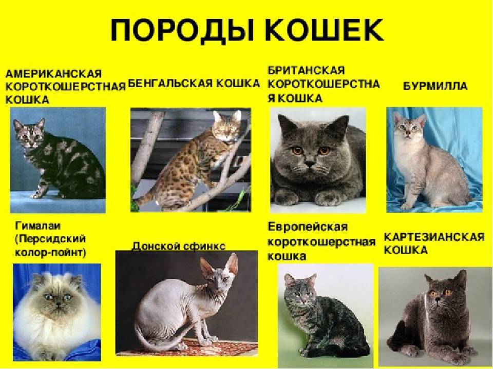 Породы кошек – список всех пород с названиями, фото, описанием | птичка.ру