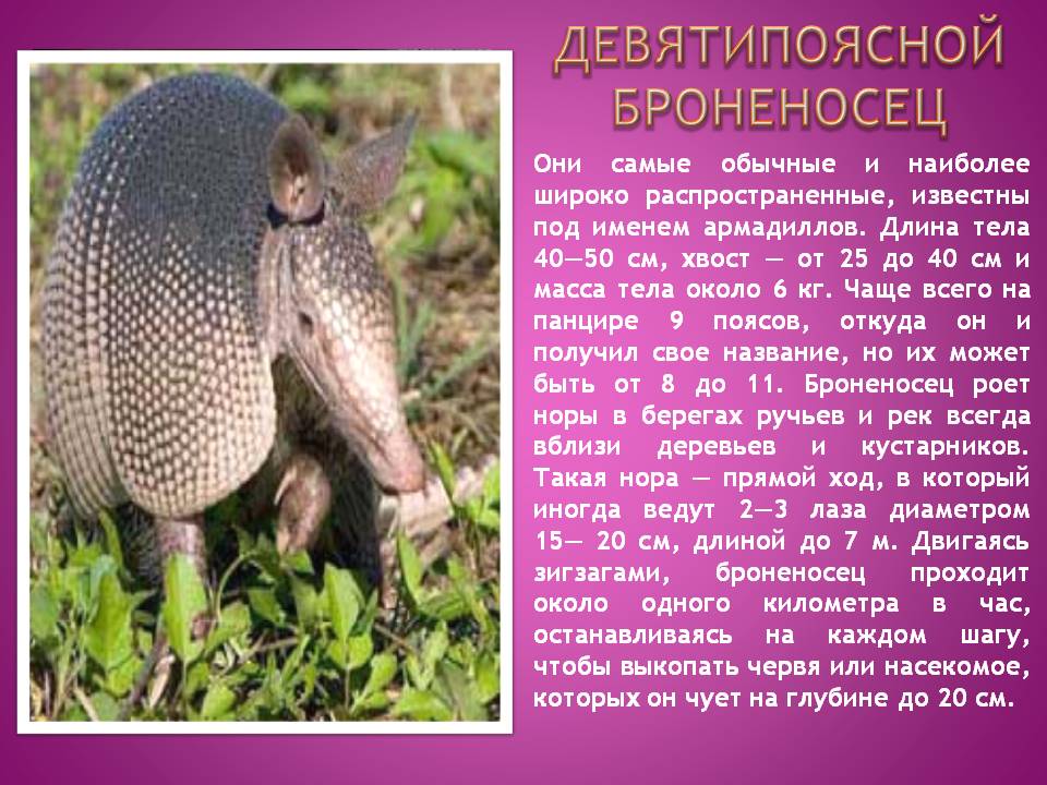Броненосцевые: интересные факты о броненосцах. образ жизни животных