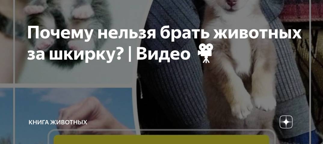 Почему нельзя таскать кота за шкирку: физиологические и психологические причины