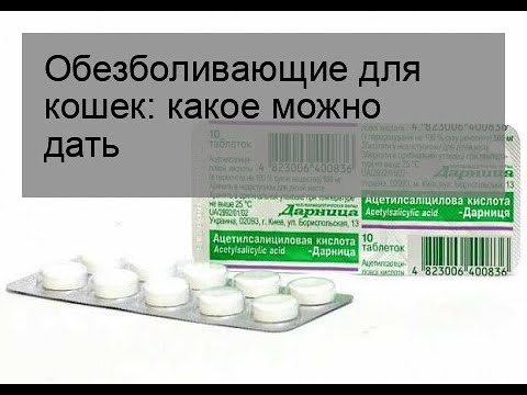 Какие обезболивающие препараты разработаны для кошек, что можно дать коту в домашних условиях?