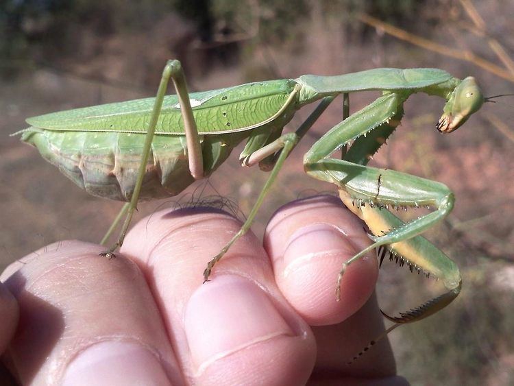Африканский богомол (Sphodromantis centralis)