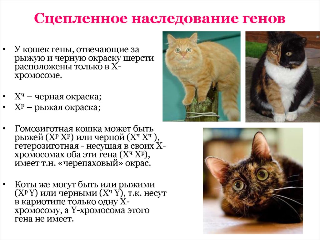 Сколько хромосом у кошек и котов: как выводят новые породы и какие гены отвечают за внешние особенности питомца