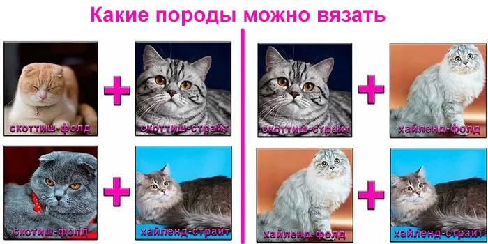 Вязка шотландских кошек: срок беременности и роды