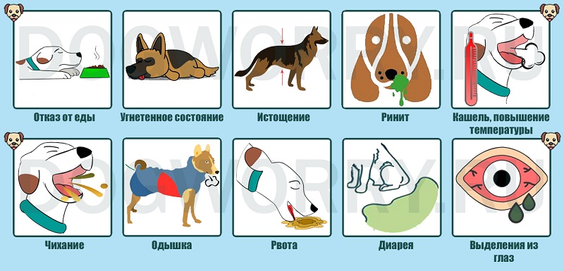 Почему собака чихает и что с этим делать