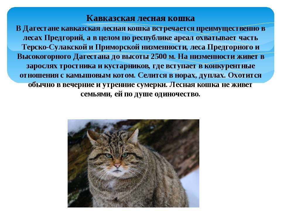 Лесной кот. образ жизни и среда обитания лесного кота | животный мир