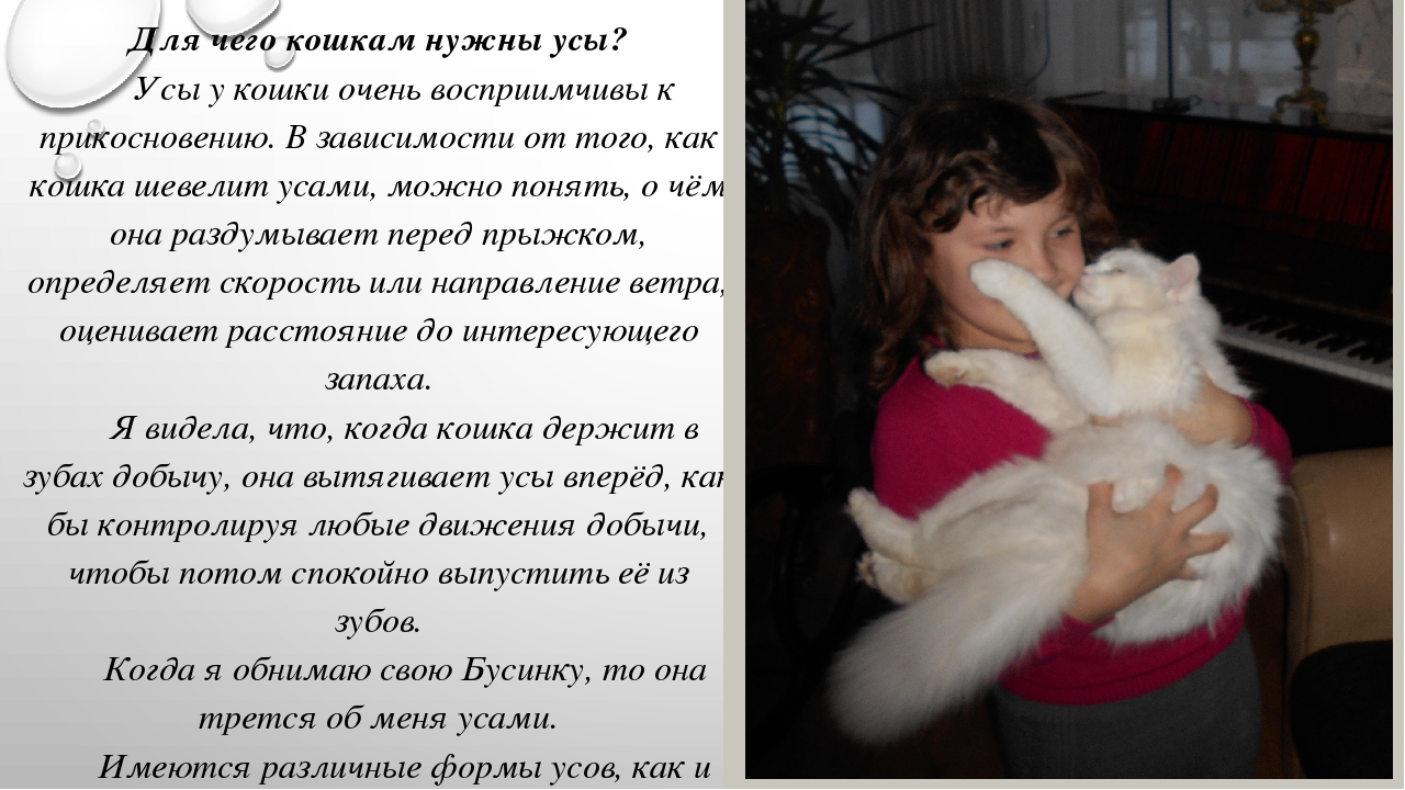 Что будет, если коту обрезать усы - почему нельзя обрезать