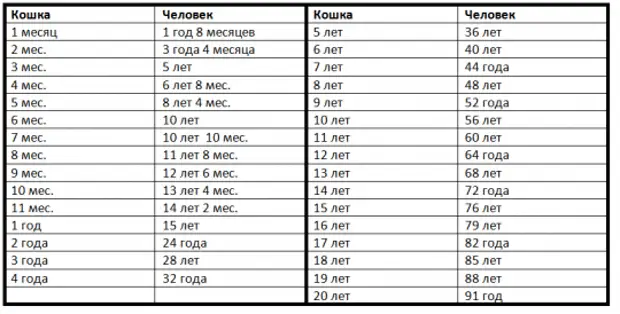 38 месяцев это сколько лет. Кошачий Возраст на человеческий таблица. Возраст кошки и человека соотношение таблица. Соотношение возраста кошки и чело. Соотношение кошачьего и человеческого возраста таблица.