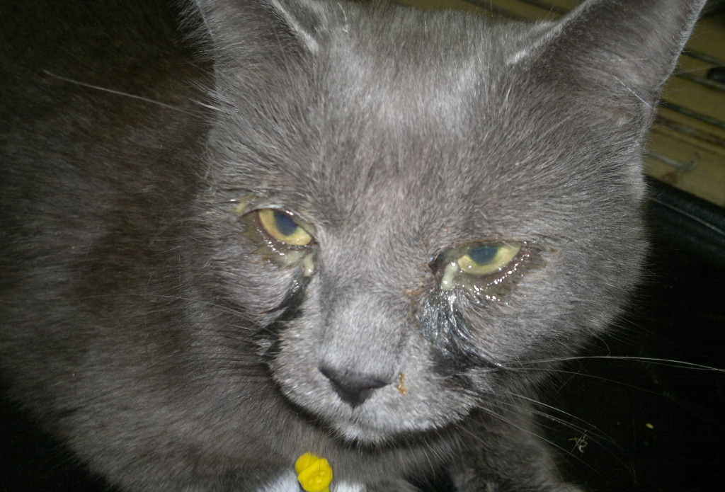Болезни глаз у кошек - 115 фото первых симптомов и правила лечения болезни связанных с глазами