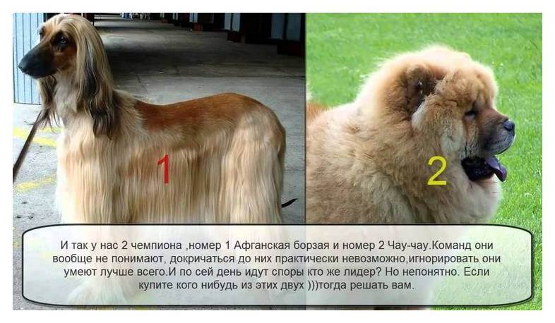 Самые глупые породы собак — топ-10 с фото