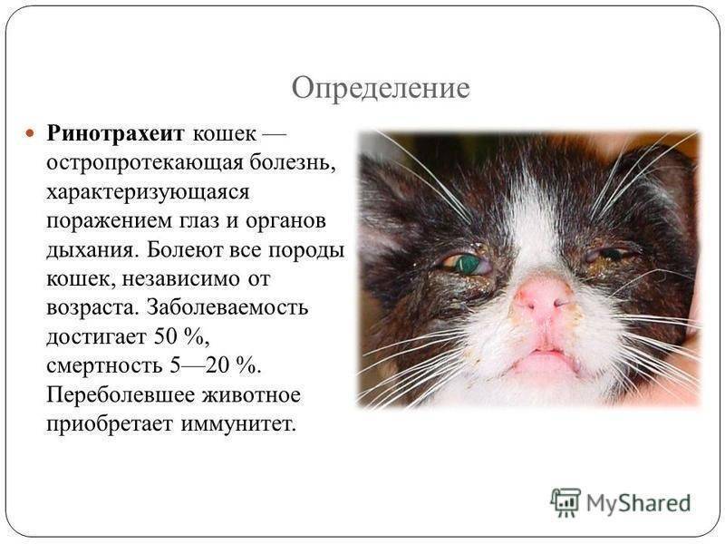 Почему у котенка гноится глаз: эффективные способы лечения питомца