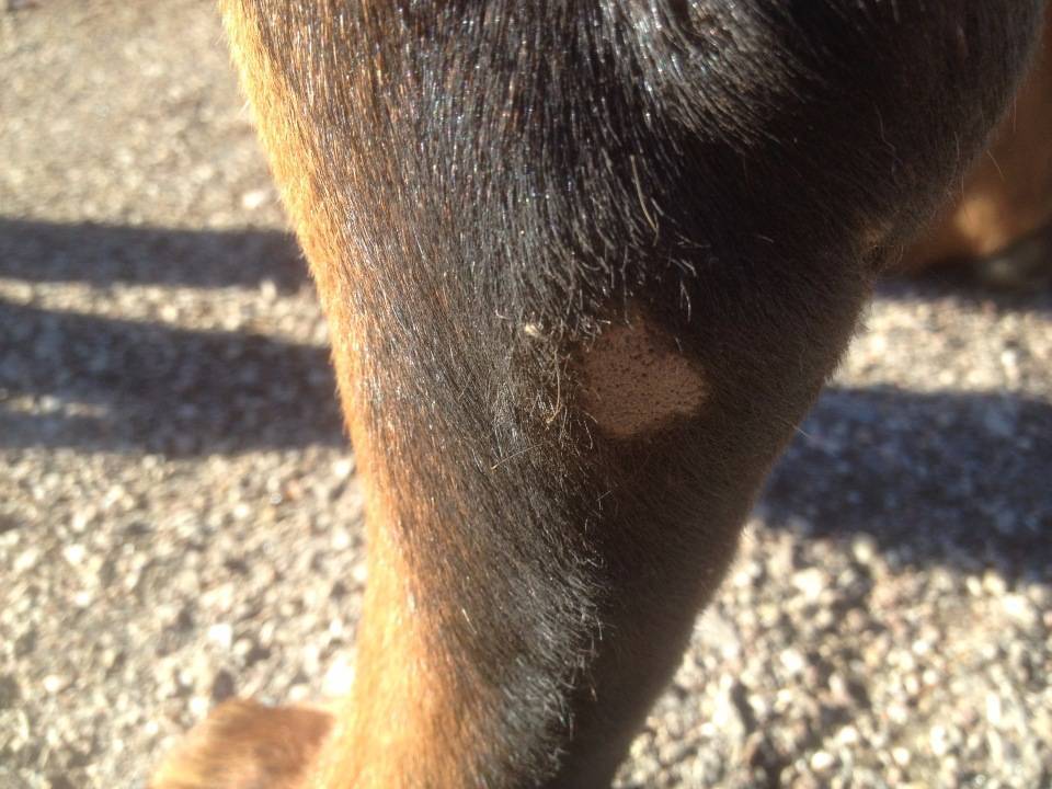 У собаки шишка под кожей на спине или на боку