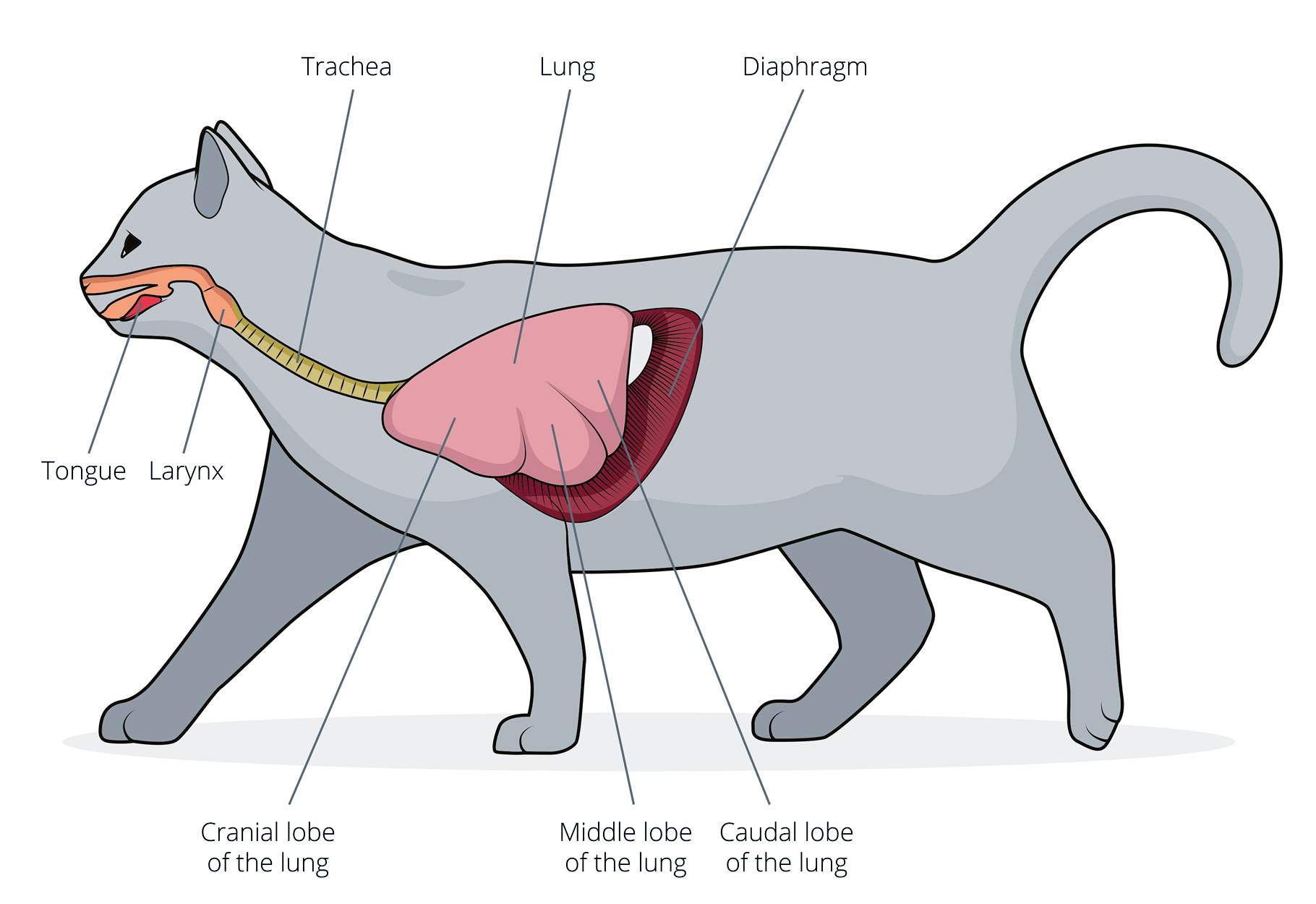 Синдром кошачьего крика. причины, симптомы, признаки, диагностика и лечение патологии :: polismed.com