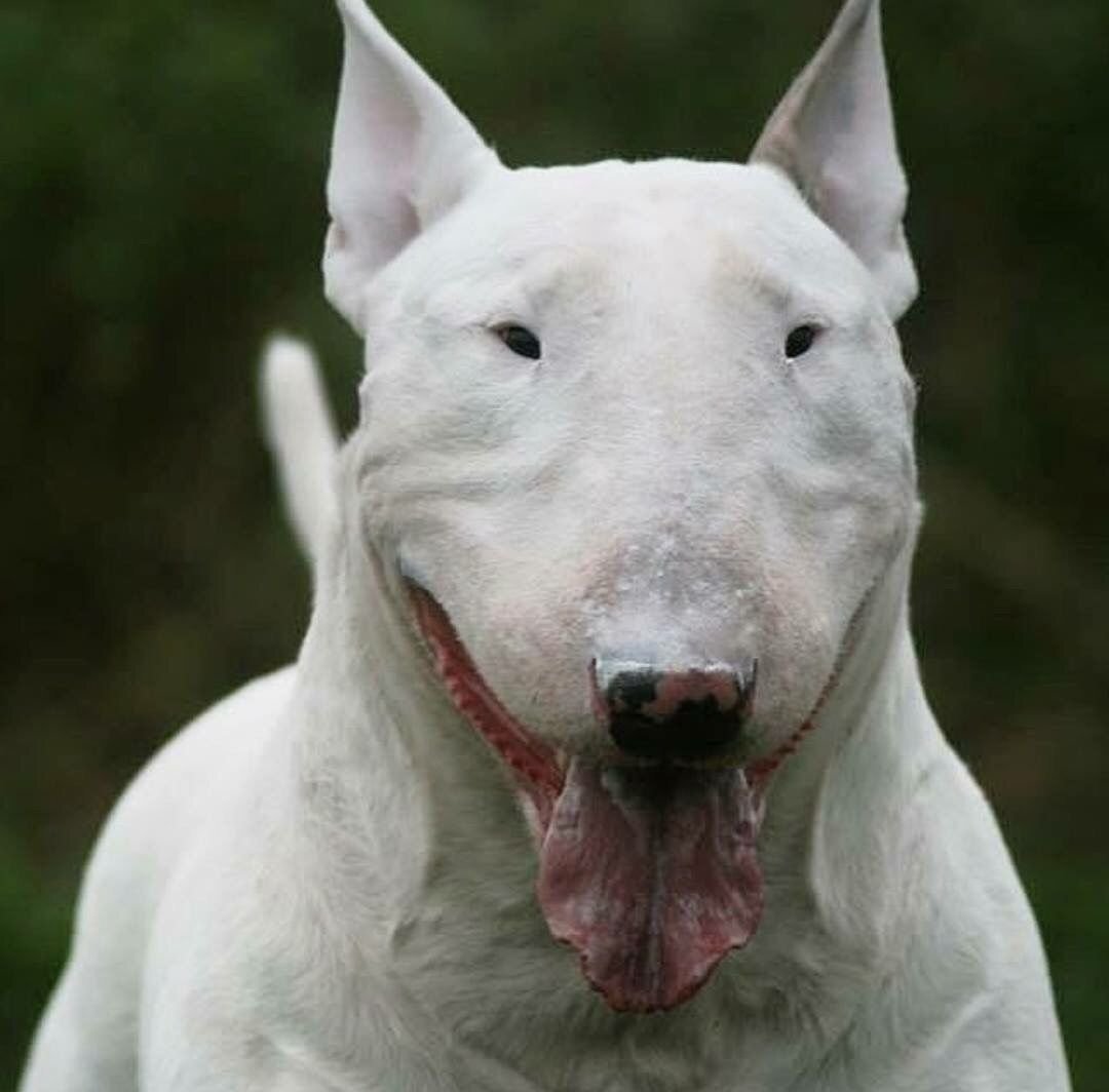 Страшная Белая Собака