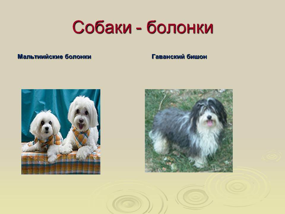 Виды болонок — фото и описание группы пород собак с названиями