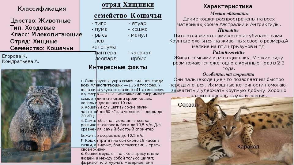 Африканская кошка сервал: описание, характер породы, цена
