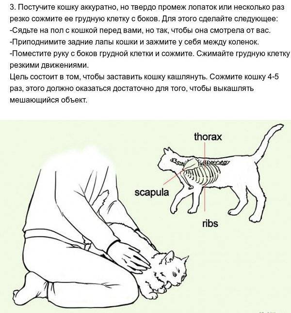 Почему кошка чихает: причины и чем лечить в домашних условиях