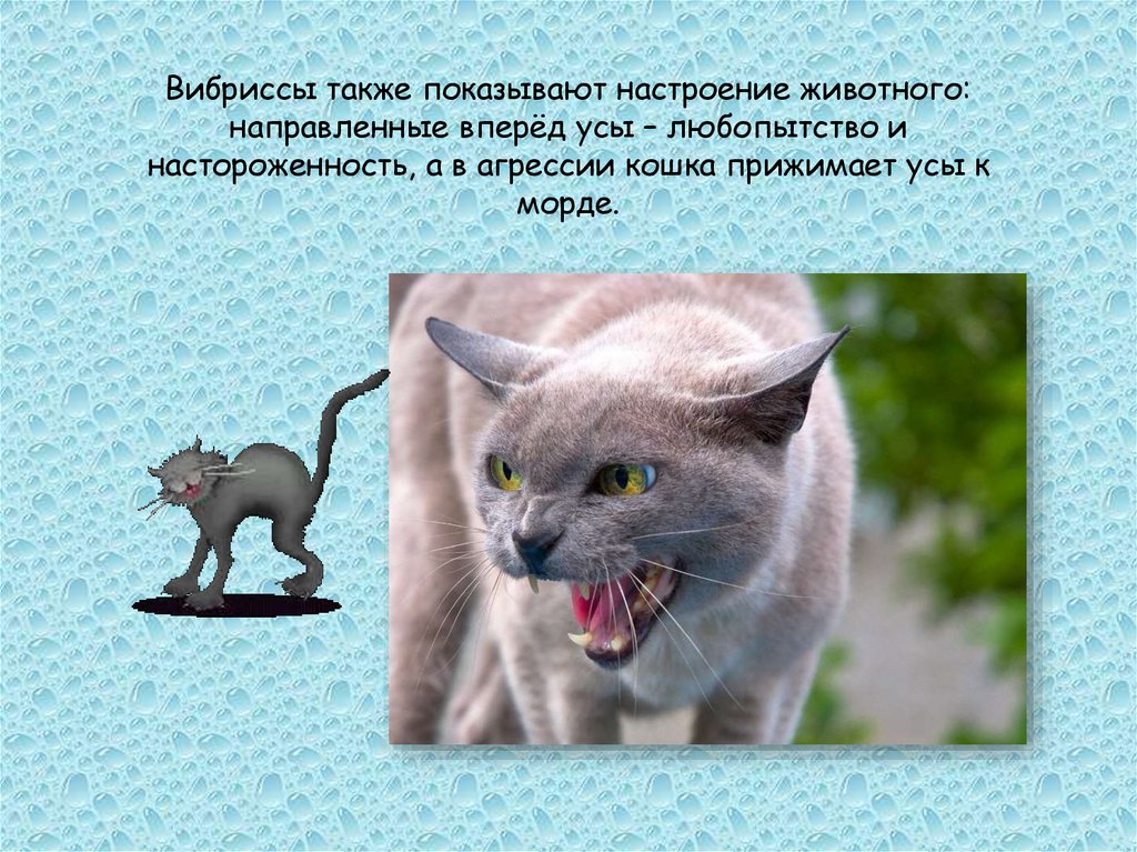 Зачем кошке усы, интересные факты о кошачьих усах