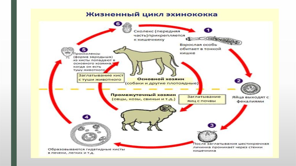 Глисты у собаки (гельминтоз) – причины, симптомы, лечение и профилактика