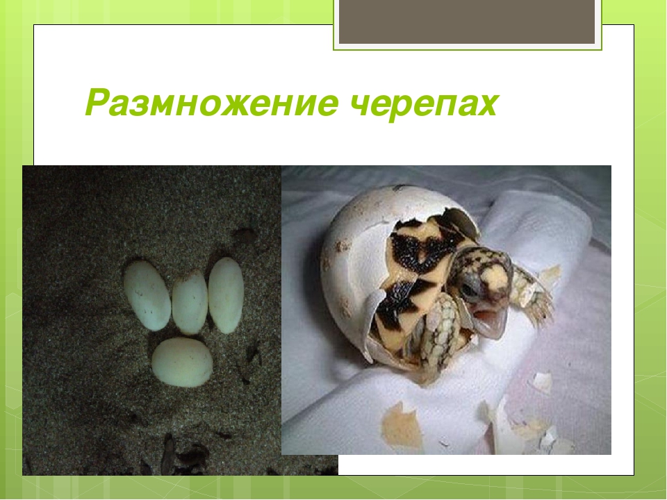 Размножение черепах. террариум. устройство и дизайн